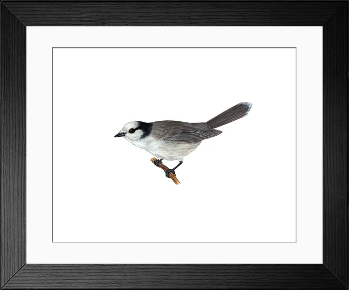 Framed Print : Gray Jay. Illustration of a gray jay (Perisoreus canadensis), a member of the crow Framed Print : Gray Jay. Illustration of a gray jay (Perisoreus canadensis), a member of the crow