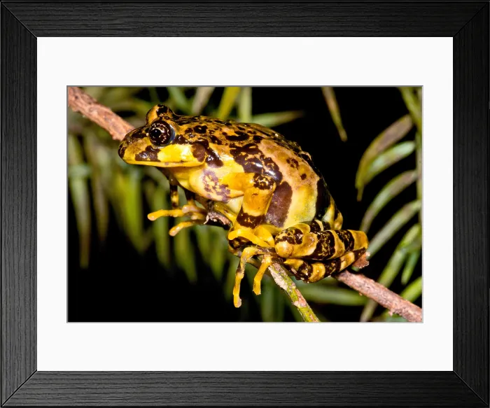 Framed Print : Marbled Wood Frog Framed Print : Marbled Wood Frog