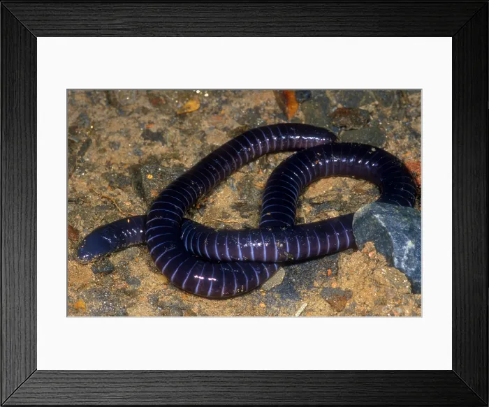 Framed Print : Boettgers Caecilian