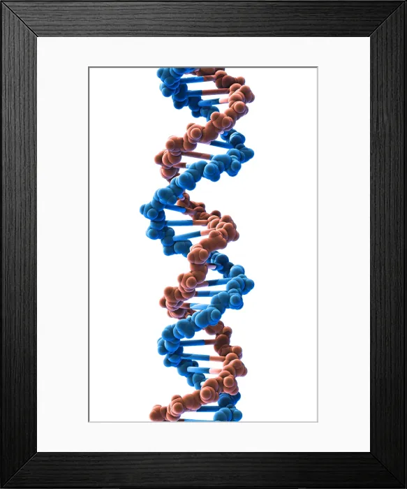Framed Print : DNA, Molecular Model