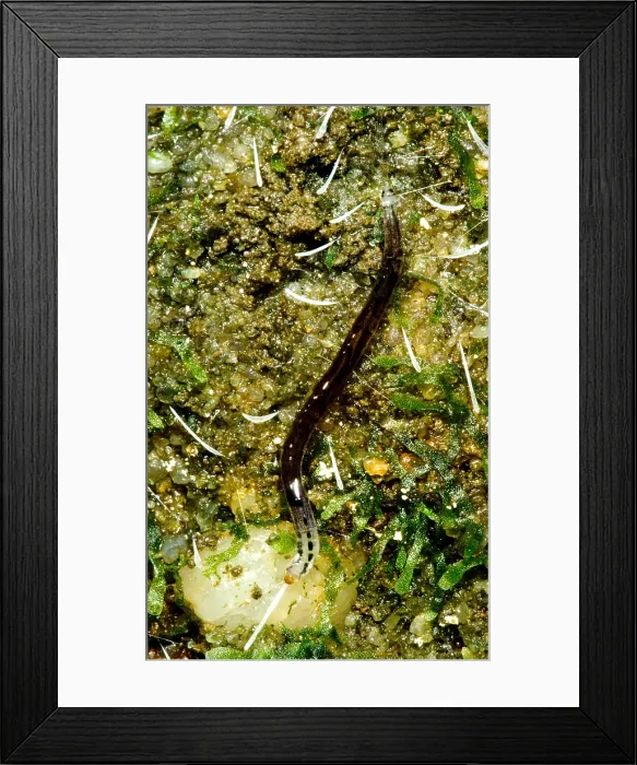 Framed Print : Glowworm. A variety of invertebrates go by the name of glowworm Framed Print : Glowworm. A variety of invertebrates go by the name of glowworm