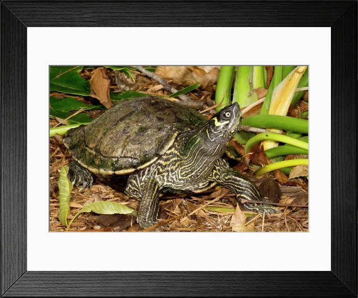 Framed Print : Cagle's Map Turtle (Graptemys caglei )