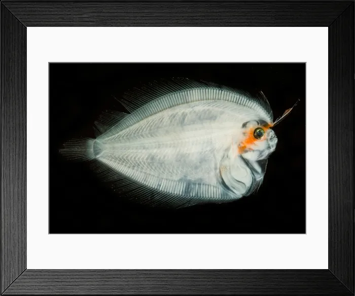 Framed Print : Larval Flatfish collected in trawl Framed Print : Larval Flatfish collected in trawl