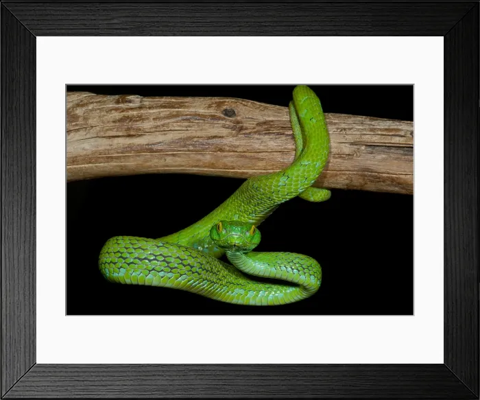 Framed Print : Mexican Palm Viper