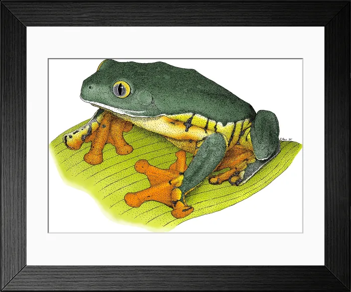 Framed Print : Splendid Leaf Frog Framed Print : Splendid Leaf Frog