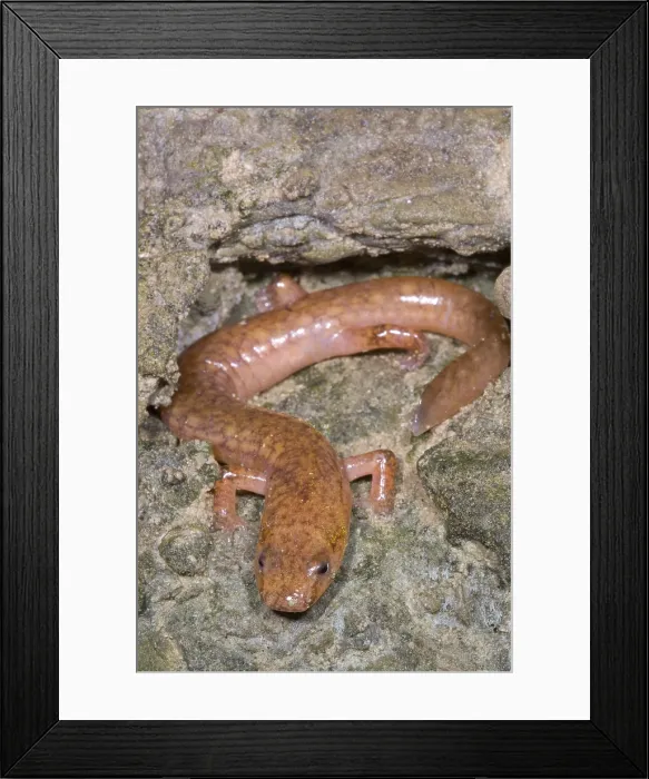 Framed Print : West Virginia Spring Salamander