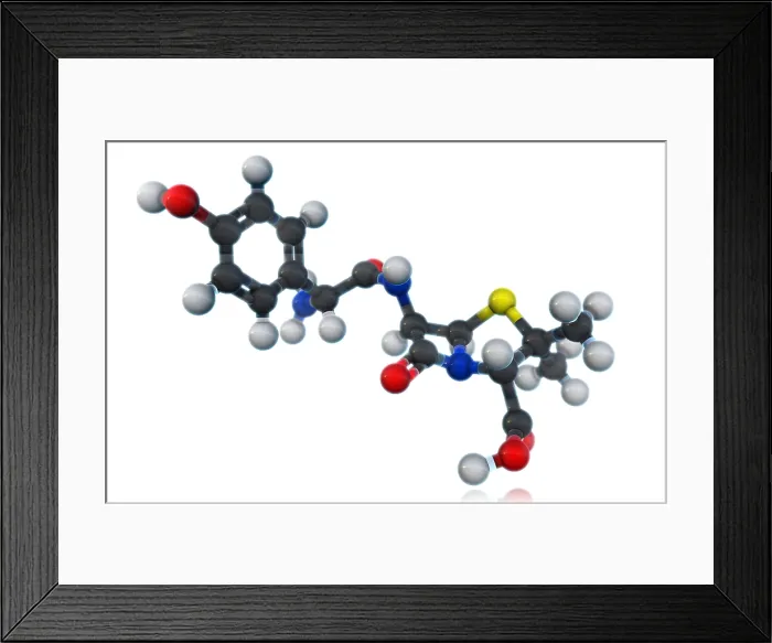Framed Print : Amoxicillin Molecular Model Framed Print : Amoxicillin Molecular Model