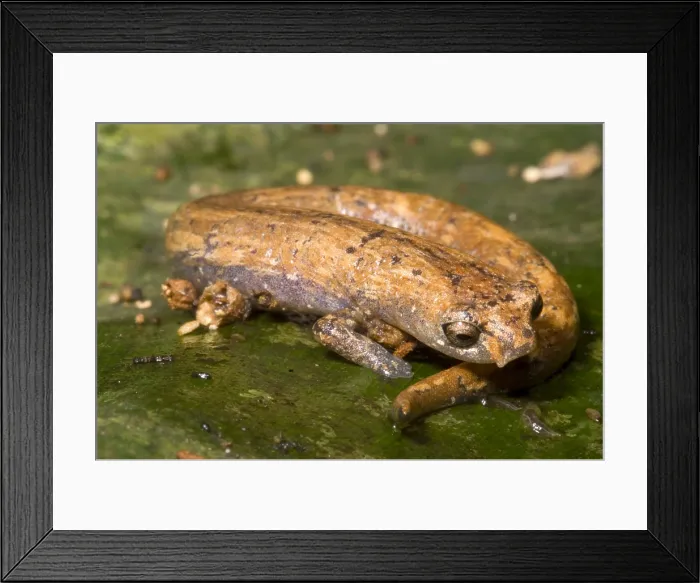 Framed Print : Bolitoglossine Salamander Framed Print : Bolitoglossine Salamander