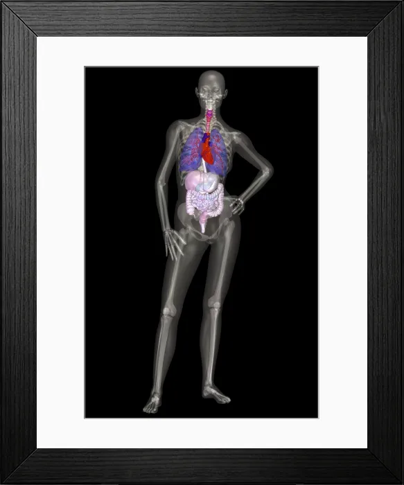 Framed Print : Human Skeleton and Organ Systems Framed Print : Human Skeleton and Organ Systems