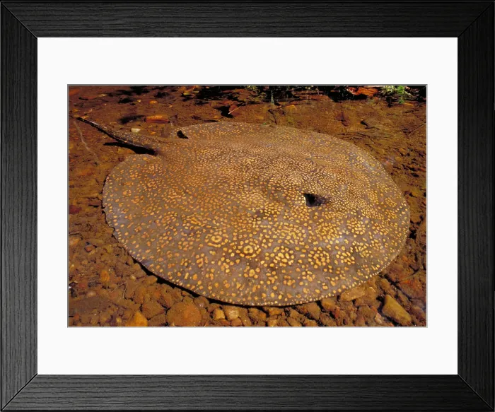 Framed Print : Freshwater stingray
