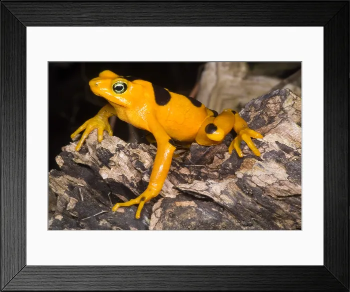 Framed Print : Harlequin Toad