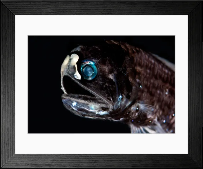 Framed Print : Lanternfish (Diaphus lucidus) Framed Print : Lanternfish (Diaphus lucidus)
