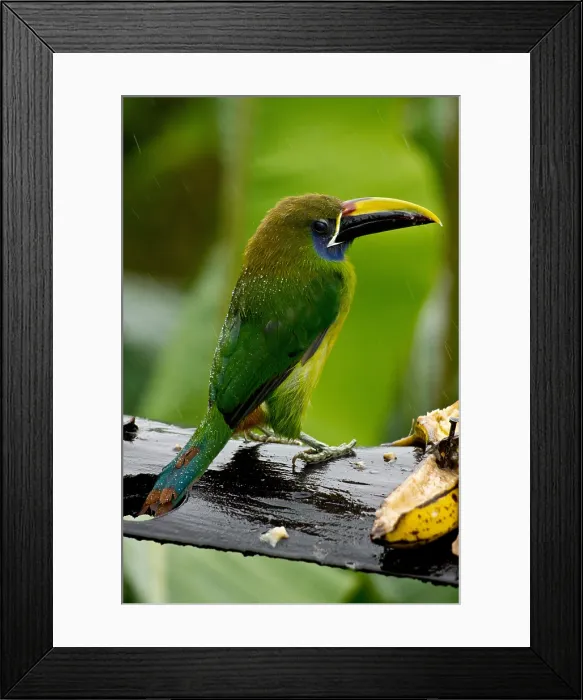 Framed Print : Emerald Toucanet in the Rain Framed Print : Emerald Toucanet in the Rain
