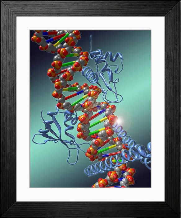 Framed Print : Transcription Factor Framed Print : Transcription Factor