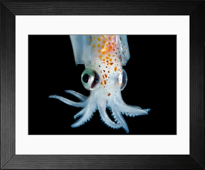 Framed Print : Enope Squid (Abralia redfieldi) Framed Print : Enope Squid (Abralia redfieldi)