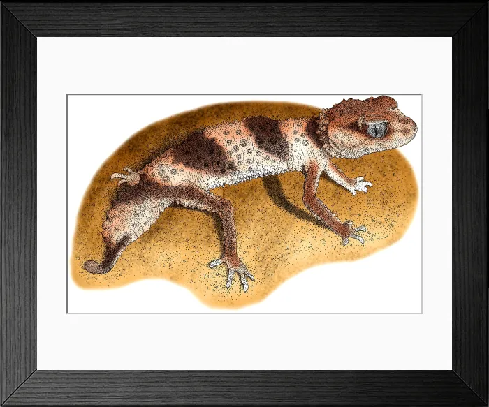 Framed Print : Banded Knob Tailed Gecko