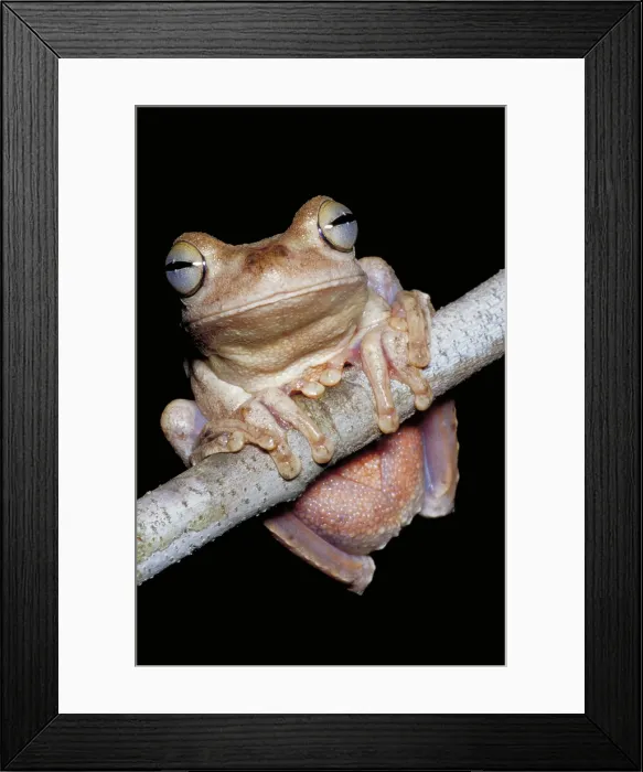 Framed Print : Savannah gladiator frog Framed Print : Savannah gladiator frog