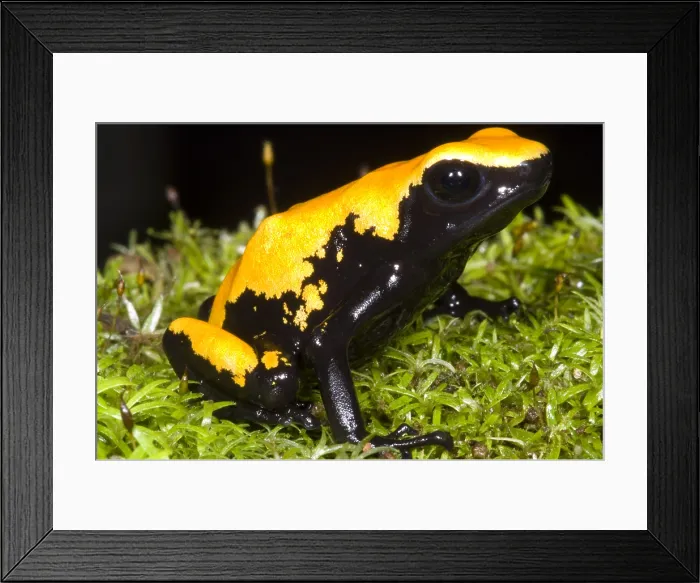 Framed Print : Splash Backed Poison Frog Framed Print : Splash Backed Poison Frog
