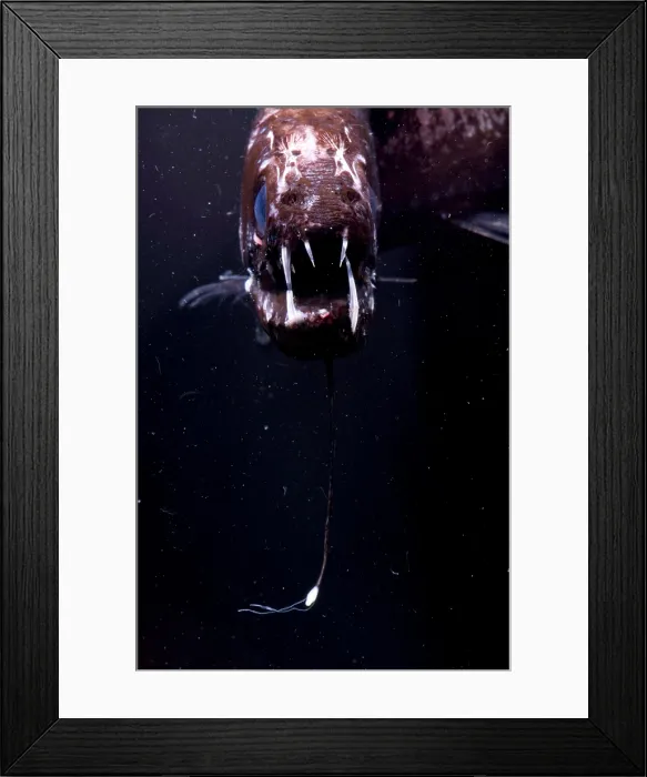 Framed Print : Dragonfish