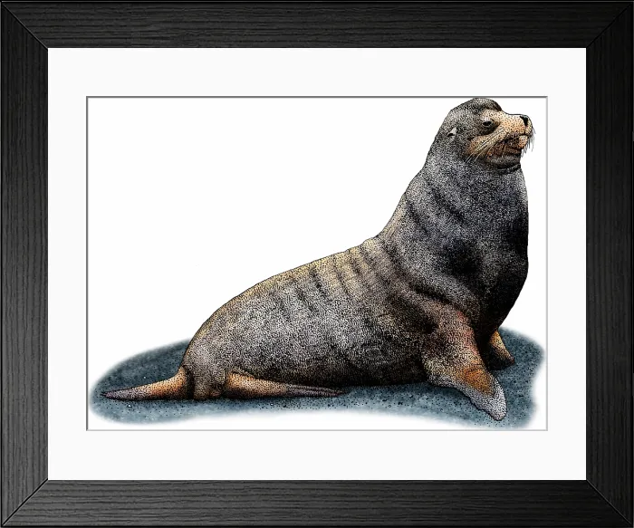 Framed Print : Galapagos fur seal