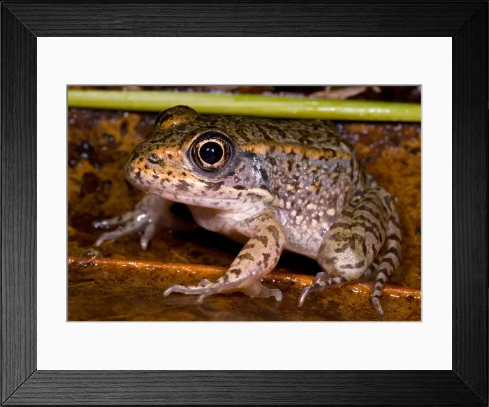 Framed Print : Gopher Frog Framed Print : Gopher Frog