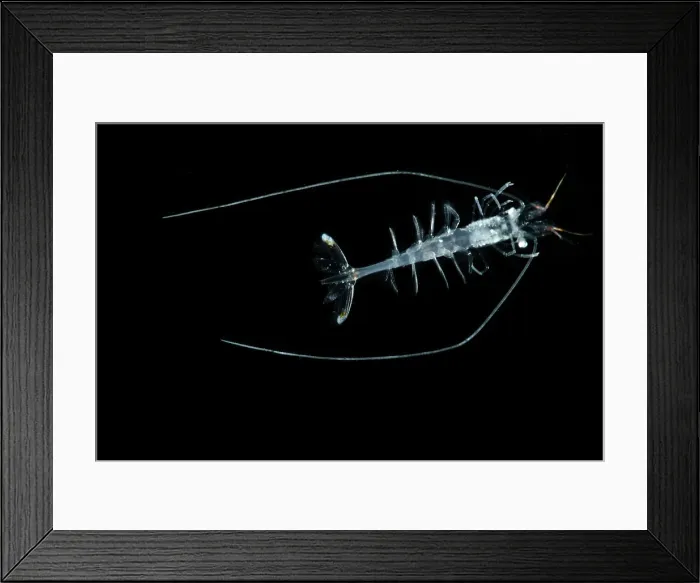 Framed Print : Shrimp (Funchalia villosa) Framed Print : Shrimp (Funchalia villosa)