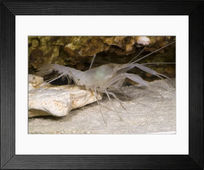 Framed Print : McLane's Cave Crayfish Framed Print : McLane's Cave Crayfish