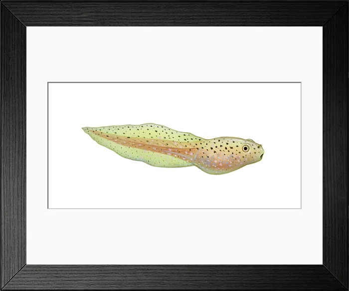 Framed Print : Green Frog Tadpole Framed Print : Green Frog Tadpole