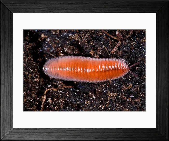 Framed Print : Millipede. Bdellozonium cerviculatum, a leaf litter dwelling millipede Framed Print : Millipede. Bdellozonium cerviculatum, a leaf litter dwelling millipede