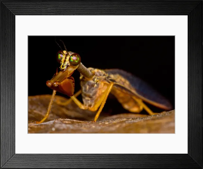 Framed Print : Tropical Mantispid Framed Print : Tropical Mantispid