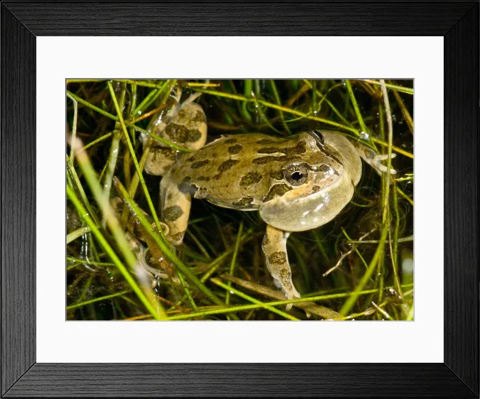 Framed Print : Chilean Four-Eyed Frog Framed Print : Chilean Four-Eyed Frog