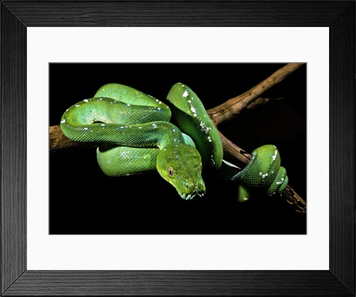 Framed Print : Green Tree Python (Morelia viridis) Framed Print : Green Tree Python (Morelia viridis)