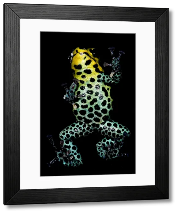 Framed Print : Mimic Poison Frog
