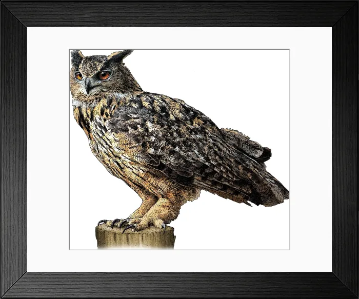 Framed Print : Eurasian eagle owl Framed Print : Eurasian eagle owl