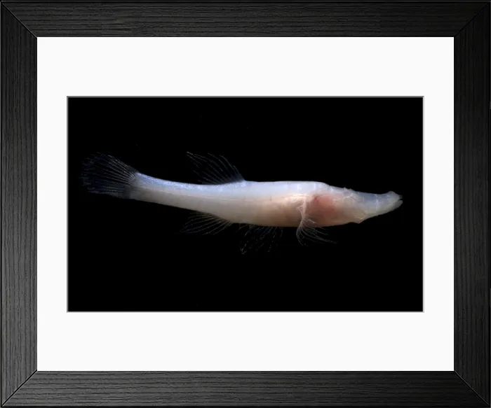 Framed Print : Alabama Cavefish Framed Print : Alabama Cavefish