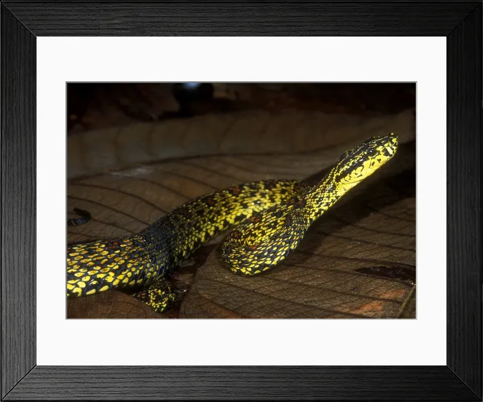 Framed Print : Chinese Mountain Viper Framed Print : Chinese Mountain Viper