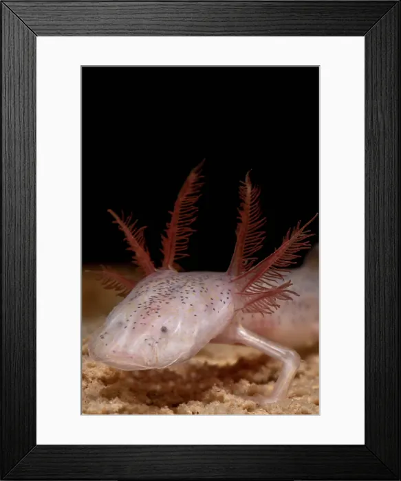 Framed Print : Georgia Blind Salamander Framed Print : Georgia Blind Salamander