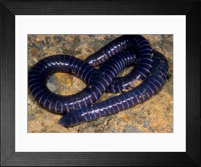 Framed Print : Boettgers Caecilian