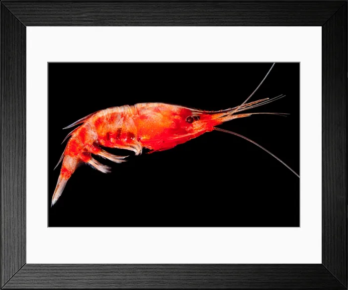 Framed Print : Deep Sea Shrimp Framed Print : Deep Sea Shrimp