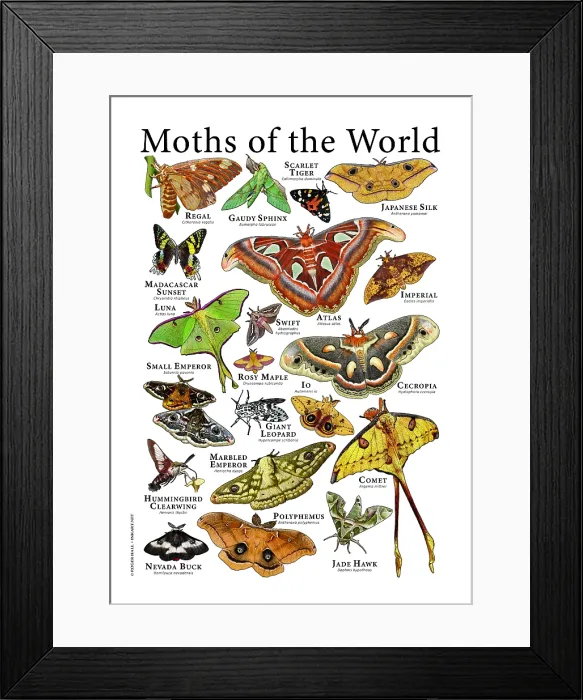 Framed Print : Moths of the World Framed Print : Moths of the World