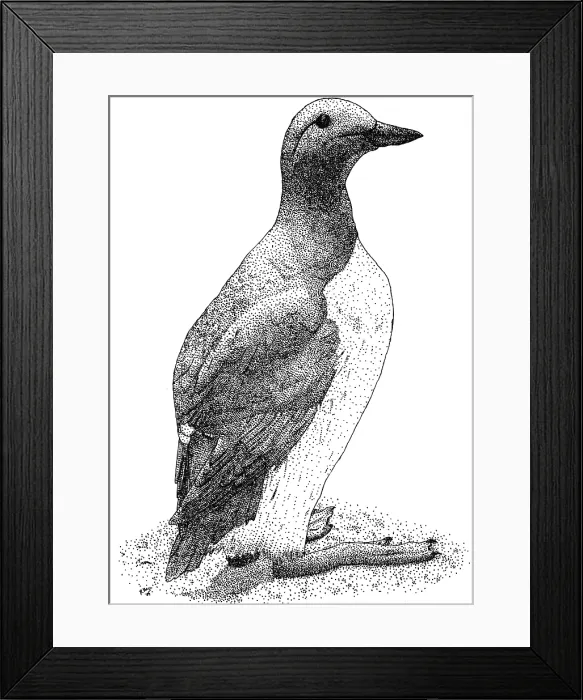 Framed Print : Common Murre Framed Print : Common Murre