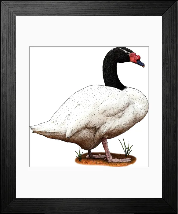 Framed Print : Black Necked Swan Framed Print : Black Necked Swan