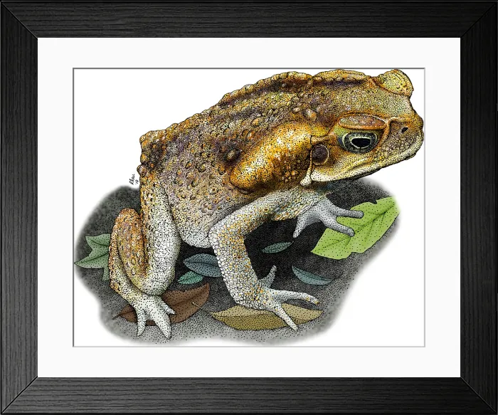Framed Print : Cane Toad. Illustration of a Cane Toad (Bufo marinus) Framed Print : Cane Toad. Illustration of a Cane Toad (Bufo marinus)