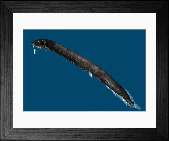 Framed Print : Deep-Sea Dragonfish