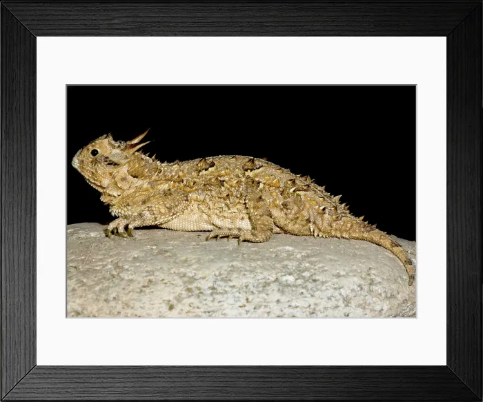 Framed Print : Texas Horned Lizard (Phrynosoma cornutum) Framed Print : Texas Horned Lizard (Phrynosoma cornutum)