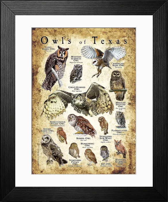Framed Print : Owls of Texas Framed Print : Owls of Texas