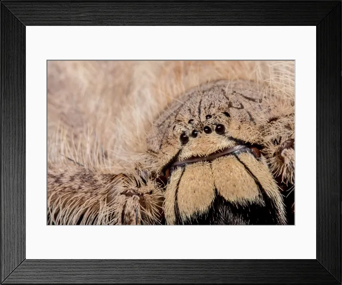 Framed Print : David Bowie Spider, (Heteropoda davidbowie) Framed Print : David Bowie Spider, (Heteropoda davidbowie)