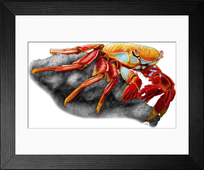 Framed Print : Sally Lightfoot Crab Framed Print : Sally Lightfoot Crab