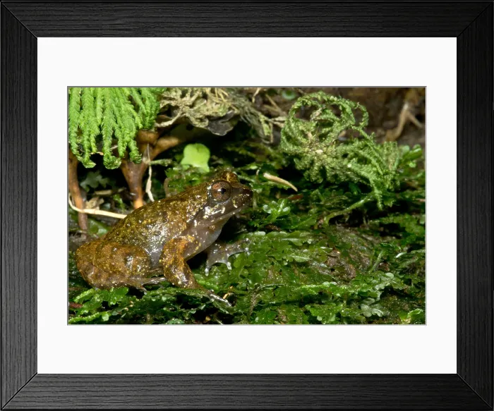 Framed Print : Mehuin Green Frog