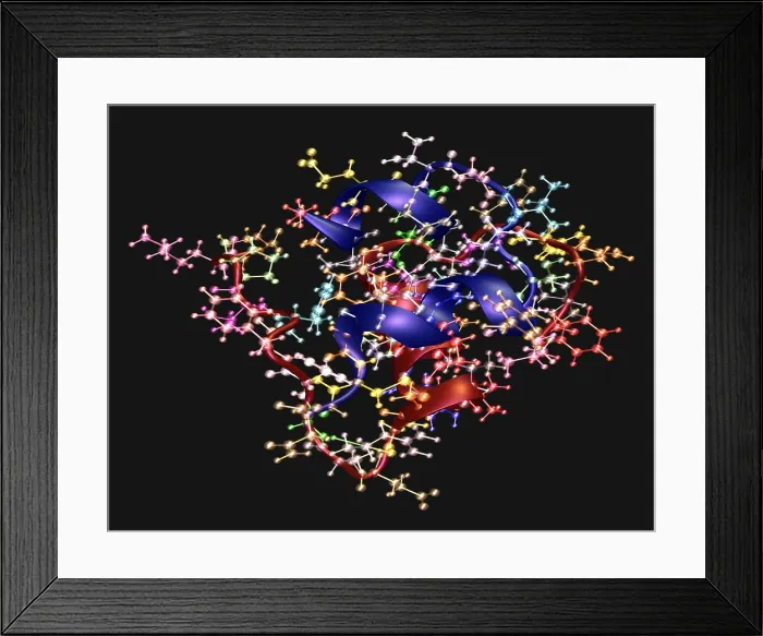 Framed Print : Human Insulin Monomer Framed Print : Human Insulin Monomer